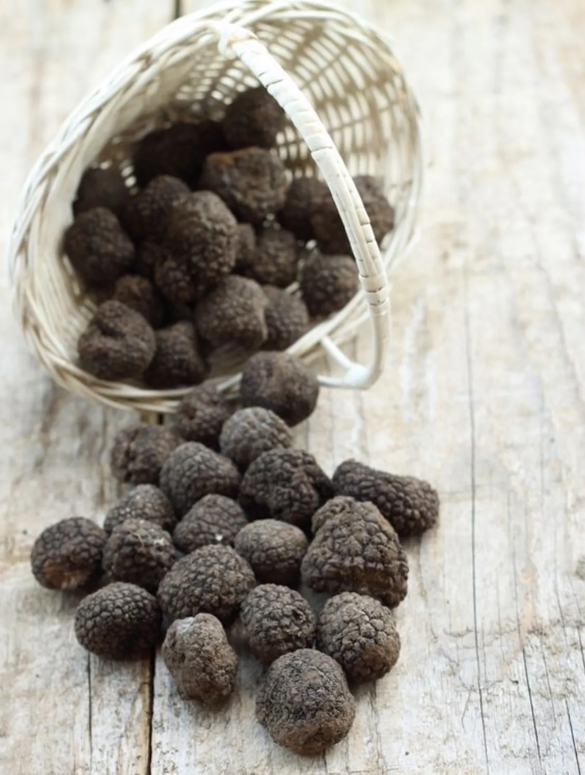 Tuber melanosporum : La Truffe Noire du Périgord