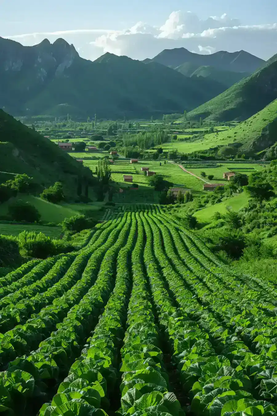 Yacon : La Plante Miracle pour votre Santé et votre Alimentation